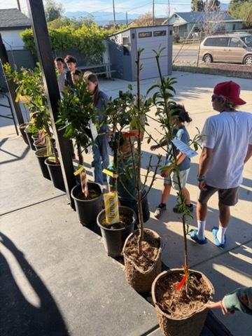 Phytology session at the community garden